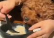 餐馆餐碗喂狗事件，店方回应引发的社会争议