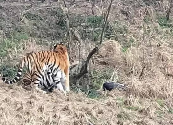 上海野生动物园老虎吃草事件，误解背后的科普反思