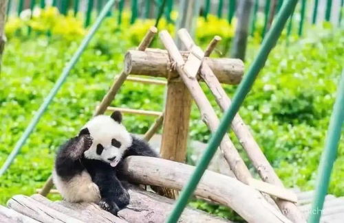 六万尾水中大熊猫放流淡水湖,生态修复的绿色行动 六万尾水中大熊猫放流淡水湖,生态修复的绿色行动